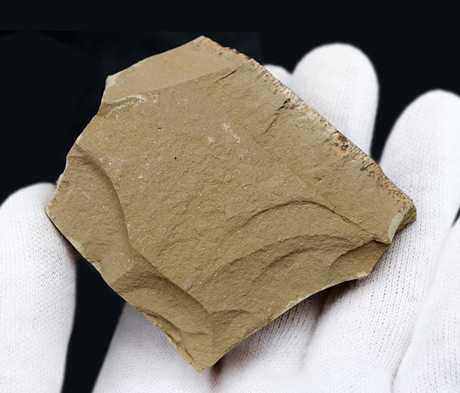 カンブリア爆発で知られるチェンジャン産のレア生物、ナラオイア(Naraoia spinosa)の化石(その6)