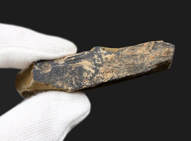 カンブリア爆発で知られるチェンジャン産のレア生物、ナラオイア(Naraoia spinosa)の化石(その7)