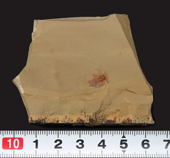 カンブリア爆発で知られるチェンジャン産のレア生物、ナラオイア(Naraoia spinosa)の化石(その8)