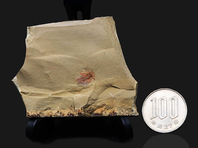 カンブリア爆発で知られるチェンジャン産のレア生物、ナラオイア(Naraoia spinosa)の化石(その9)