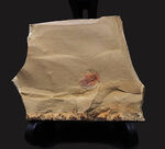 カンブリア爆発で知られるチェンジャン産のレア生物、ナラオイア（Naraoia spinosa）の化石