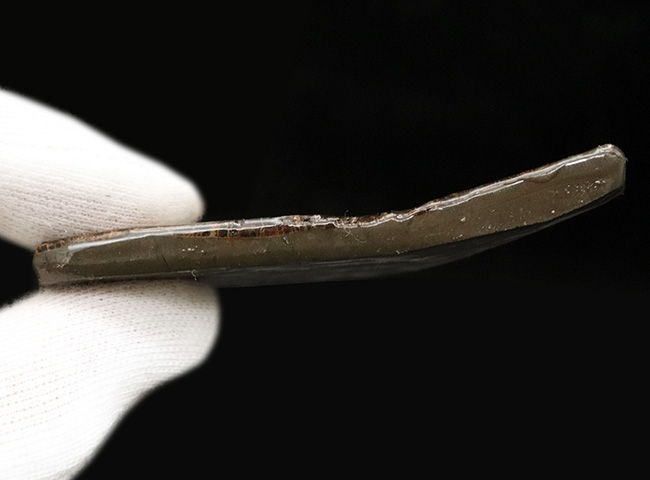 レッドからブルーまで輝く、カナダ・アルバータ州産の宝石、アンモライト（Ammolite）の天然石（その7）