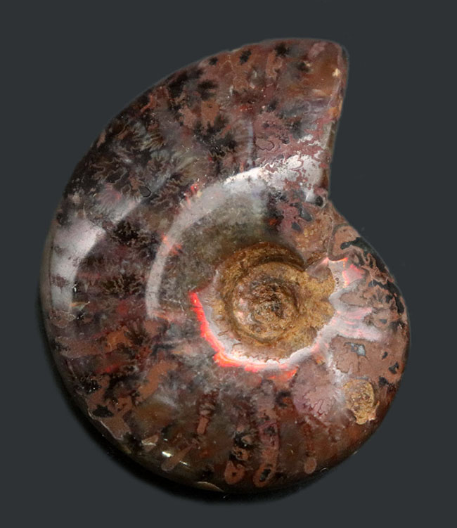 縫合線と遊色が同時に見られる！マダガスカル産アンモナイト、クレオニセラス（Cleoniceras）の化石（その1）