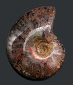 縫合線と遊色が同時に見られる！マダガスカル産アンモナイト、クレオニセラス（Cleoniceras）の化石