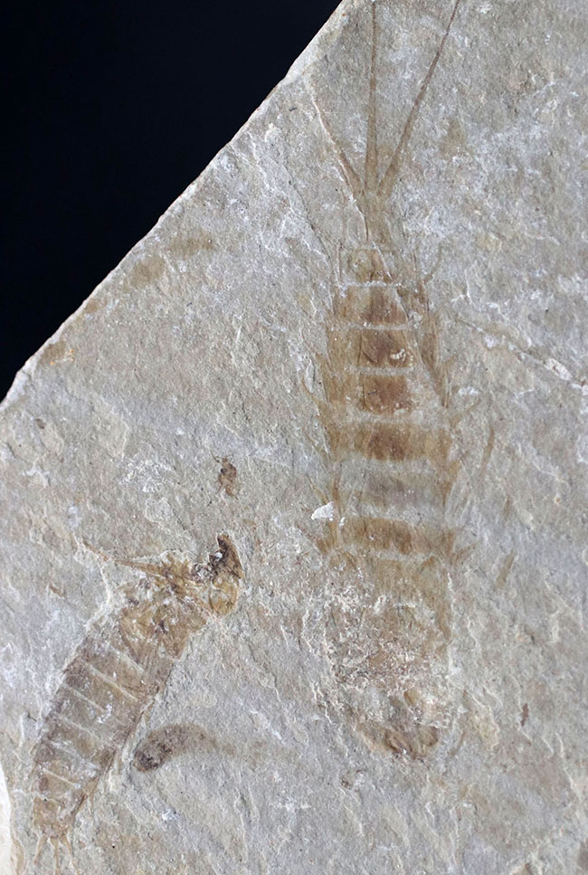 長い尾先の棘まで保存された二体のカゲロウの幼虫（Ephemeropsis）化石（その1）