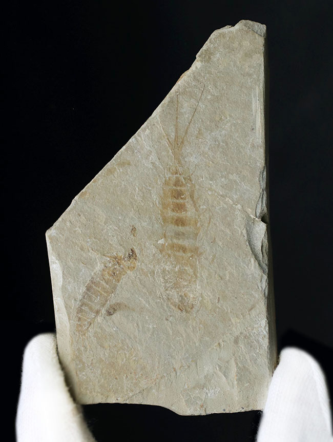長い尾先の棘まで保存された二体のカゲロウの幼虫（Ephemeropsis）化石（その2）
