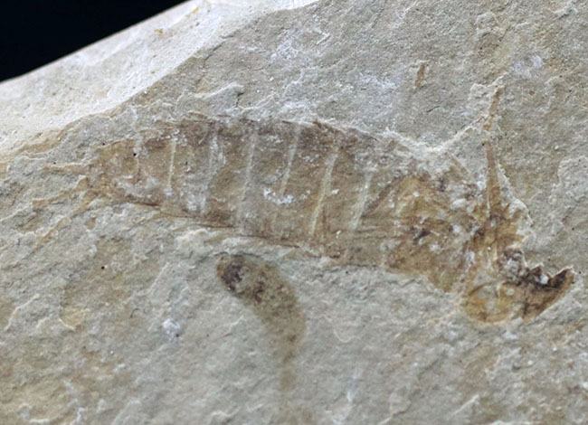 長い尾先の棘まで保存された二体のカゲロウの幼虫（Ephemeropsis）化石（その3）