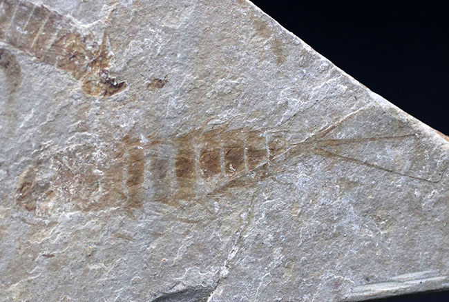 長い尾先の棘まで保存された二体のカゲロウの幼虫（Ephemeropsis）化石（その4）