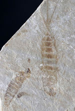 長い尾先の棘まで保存された二体のカゲロウの幼虫（Ephemeropsis）化石