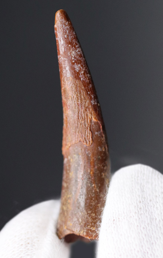 フライングモンスター!白亜紀の翼竜、シロッコプテリクス(Siroccopteryx moroccensis)歯化石(その1)