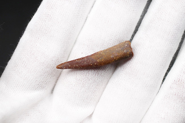フライングモンスター!白亜紀の翼竜、シロッコプテリクス(Siroccopteryx moroccensis)歯化石(その2)