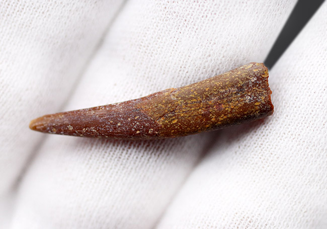 フライングモンスター!白亜紀の翼竜、シロッコプテリクス(Siroccopteryx moroccensis)歯化石(その4)