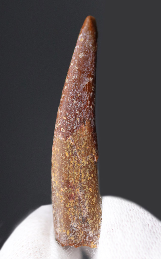 フライングモンスター!白亜紀の翼竜、シロッコプテリクス(Siroccopteryx moroccensis)歯化石(その5)