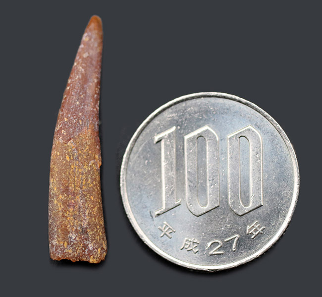 フライングモンスター!白亜紀の翼竜、シロッコプテリクス(Siroccopteryx moroccensis)歯化石(その6)