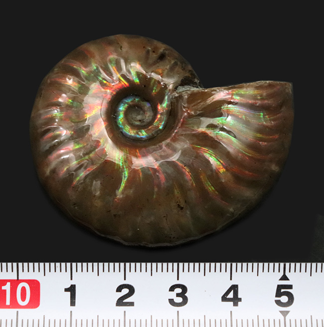 これぞ化石セブンクオリティ、まさにジェム！極上の遊色が見