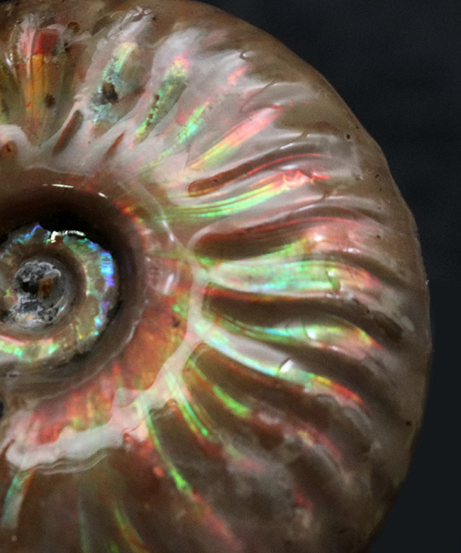 これぞ化石セブンクオリティ、まさにジェム！極上の遊色が見られる