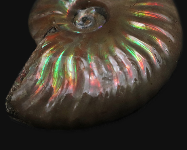 これぞ化石セブンクオリティ、まさにジェム！極上の遊色が見られる