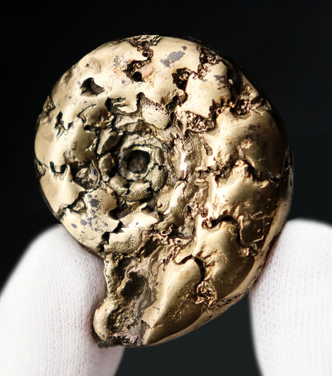 フランス産およそ1億9千万年前の黄鉄鉱化アンモナイト(Ammonite)。特徴的な縫合線に入り方にご注目!(その1)