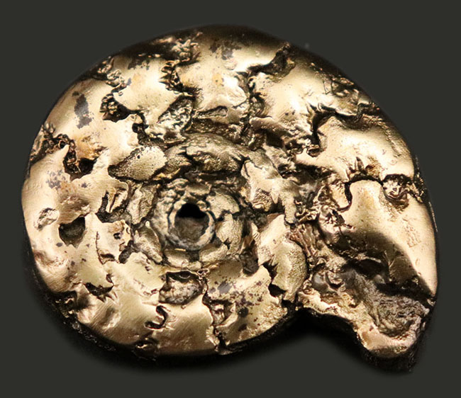 フランス産およそ1億9千万年前の黄鉄鉱化アンモナイト(Ammonite)。特徴的な縫合線に入り方にご注目!(その3)