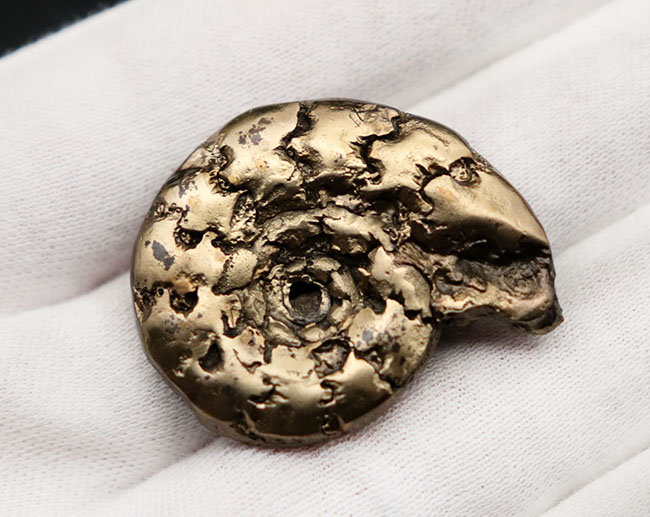 フランス産およそ1億9千万年前の黄鉄鉱化アンモナイト(Ammonite)。特徴的な縫合線に入り方にご注目!(その4)