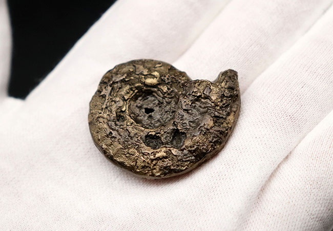 フランス産およそ1億9千万年前の黄鉄鉱化アンモナイト(Ammonite)。特徴的な縫合線に入り方にご注目!(その5)
