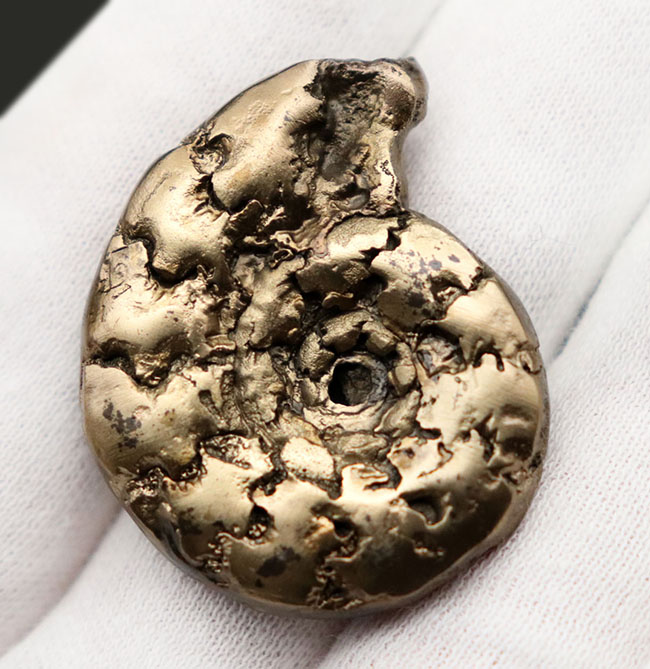 フランス産およそ1億9千万年前の黄鉄鉱化アンモナイト(Ammonite)。特徴的な縫合線に入り方にご注目!(その6)