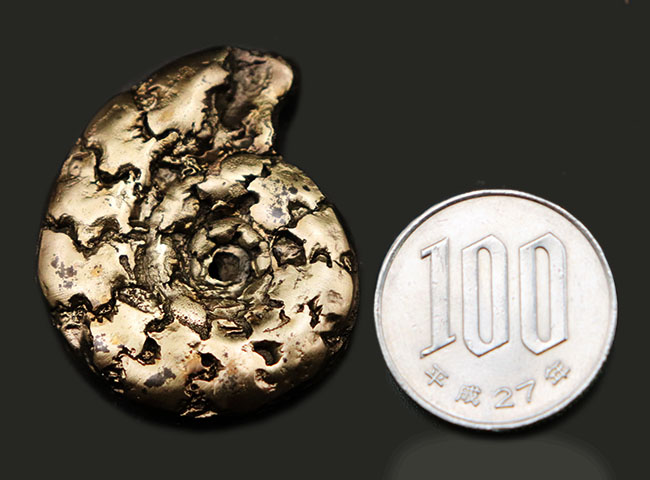 フランス産およそ1億9千万年前の黄鉄鉱化アンモナイト(Ammonite)。特徴的な縫合線に入り方にご注目!(その9)
