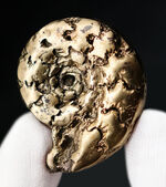 フランス産およそ１億９千万年前の黄鉄鉱化アンモナイト（Ammonite）。特徴的な縫合線に入り方にご注目！