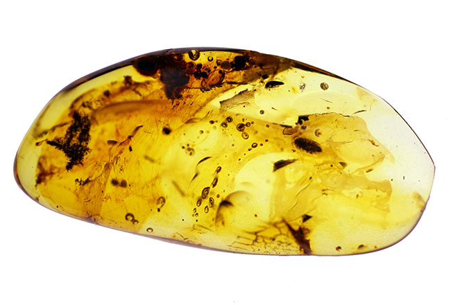 バルト海産の琥珀、レアなワラジムシが内包されたビッグサイズアンバー（Amber）（その10）