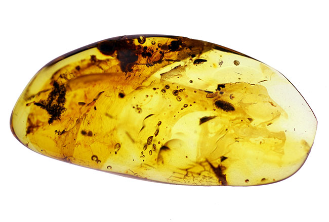 バルト海産の琥珀、レアなワラジムシが内包されたビッグサイズアンバー(Amber)(その10)