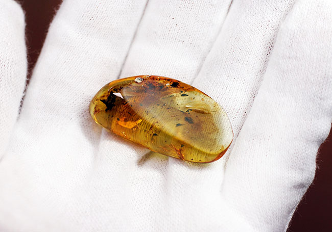 バルト海産の琥珀、レアなワラジムシが内包されたビッグサイズアンバー(Amber)(その12)