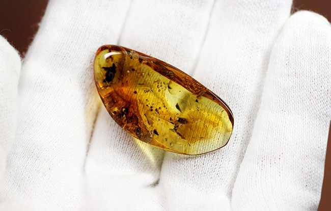 バルト海産の琥珀、レアなワラジムシが内包されたビッグサイズアンバー（Amber）（その13）