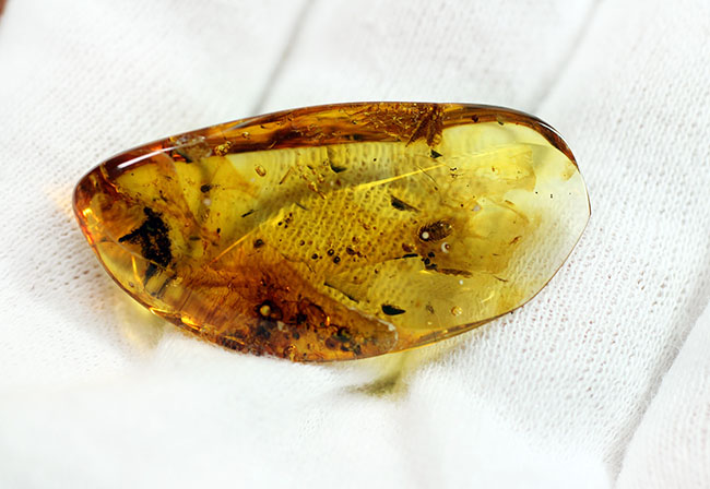 バルト海産の琥珀、レアなワラジムシが内包されたビッグサイズアンバー(Amber)(その14)