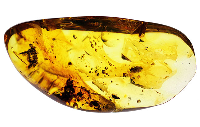 バルト海産の琥珀、レアなワラジムシが内包されたビッグサイズアンバー（Amber）（その3）