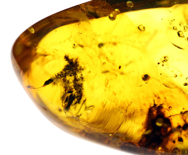 バルト海産の琥珀、レアなワラジムシが内包されたビッグサイズアンバー（Amber）（その5）
