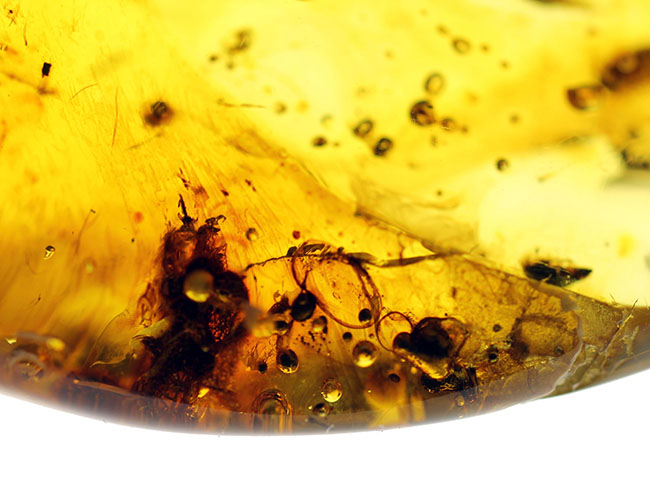 バルト海産の琥珀、レアなワラジムシが内包されたビッグサイズアンバー（Amber）（その6）