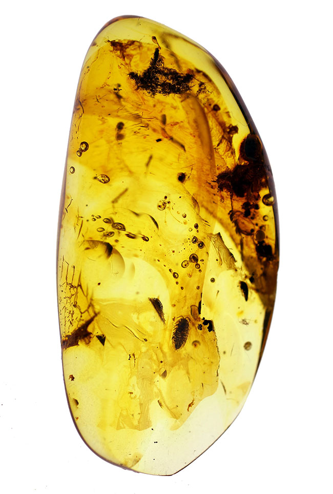 バルト海産の琥珀、レアなワラジムシが内包されたビッグサイズアンバー（Amber）（その9）