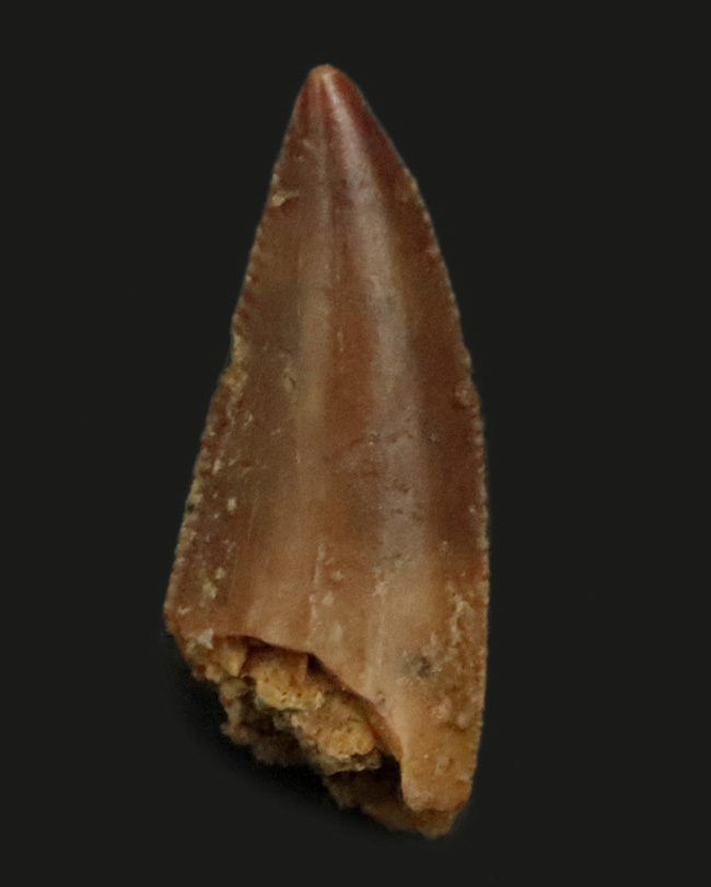 レア！光沢が備わった上質のエナメル質が保存された、小型獣脚類、ラプトル（Raptor）の仲間の歯化石（その1）