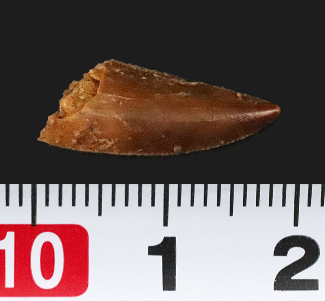 レア！光沢が備わった上質のエナメル質が保存された、小型獣脚類、ラプトル（Raptor）の仲間の歯化石（その7）