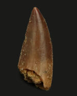 レア！光沢が備わった上質のエナメル質が保存された、小型獣脚類、ラプトル（Raptor）の仲間の歯化石