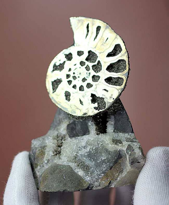 黄鉄鉱で置換されたロシア産アンモナイト、クエンステッドトセラス（Quenstedtoceras）のハーフカット標本（その4）