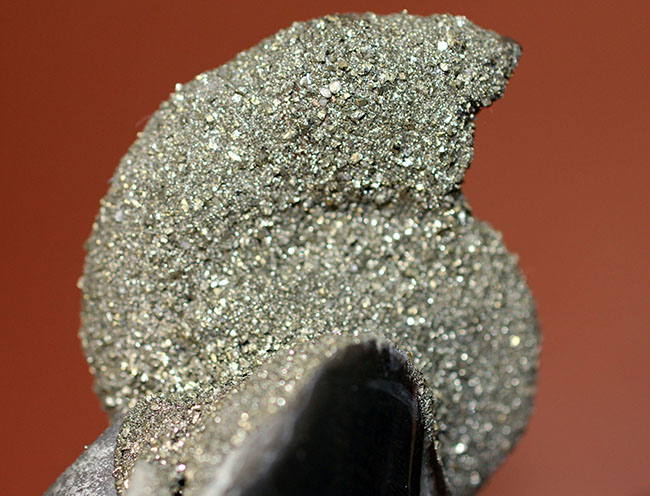 黄鉄鉱で置換されたロシア産アンモナイト、クエンステッドトセラス（Quenstedtoceras）のハーフカット標本（その5）