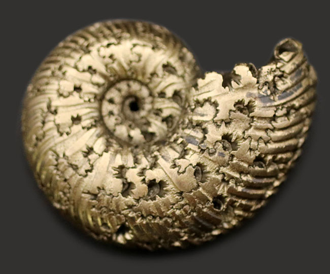 直径最大部２９ミリ！ゴージャスなゴールド。ロシア産ジュラ紀のアンモナイト、クエンステッドセラス（Quenstedotoceras）の殻の化石（その1）
