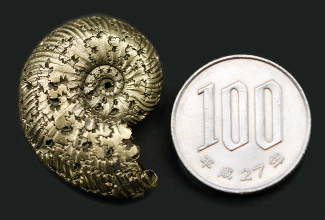 直径最大部29ミリ！ゴージャスなゴールド。ロシア産ジュラ紀の