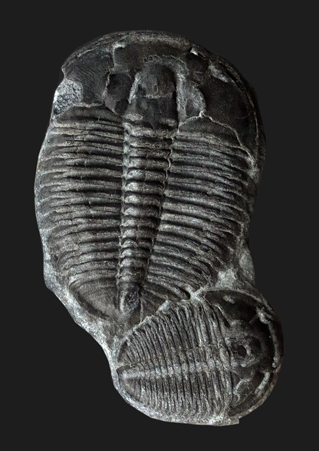 親子のような愛らしい標本！お父さんでかい！最も名の知れた三葉虫、エルラシア・キンギ（Elrathia Kingi）の二個体の化石（その1）