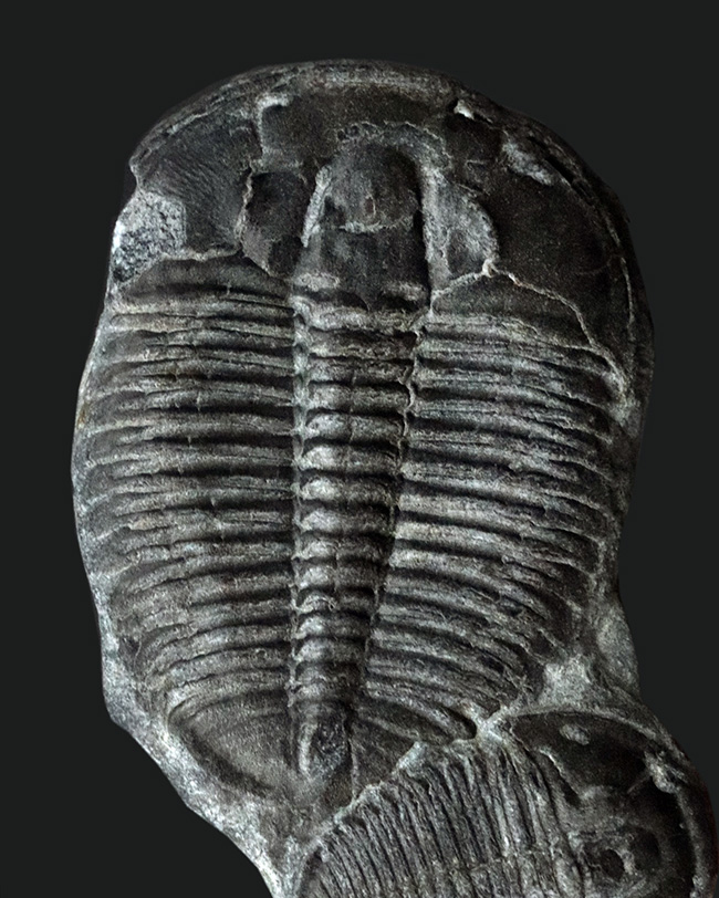 親子のような愛らしい標本！お父さんでかい！最も名の知れた三葉虫、エルラシア・キンギ（Elrathia Kingi）の二個体の化石（その2）