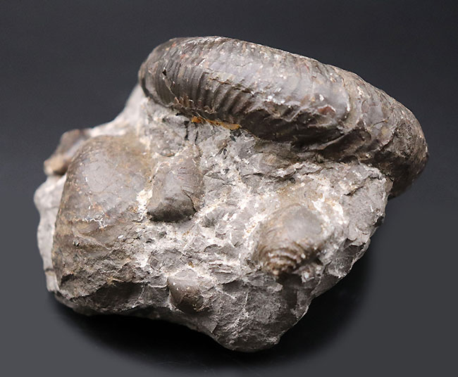 良形！北海道産アンモナイト。その他二枚貝化石など多数見られます（その5）