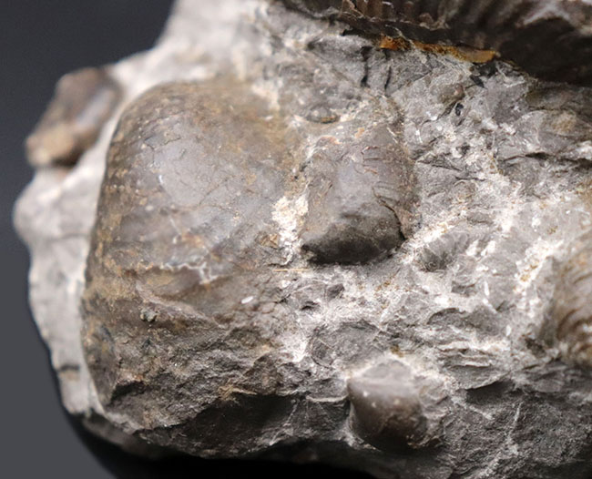 良形！北海道産アンモナイト。その他二枚貝化石など多数見られます（その6）