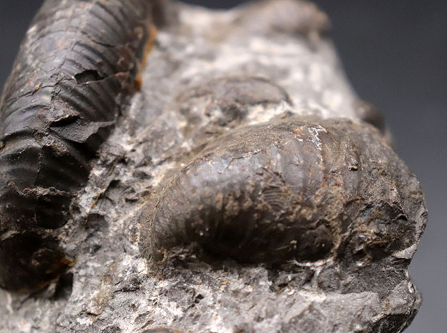 良形！北海道産アンモナイト。その他二枚貝化石など多数見られます