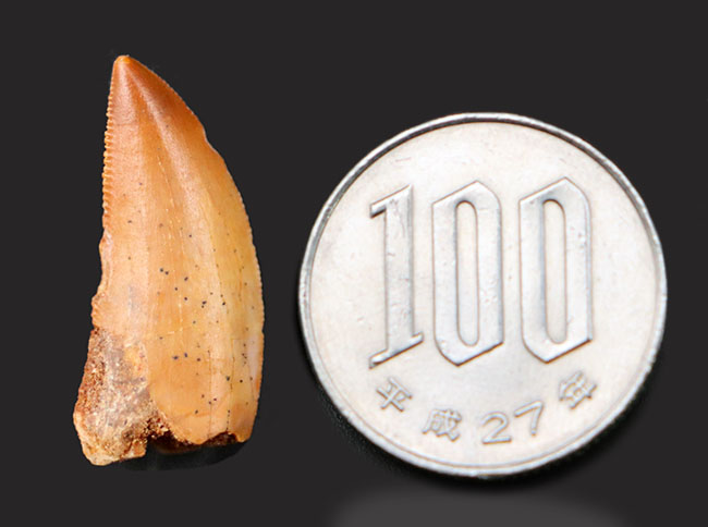 レア！非常に美しい！かつかなりの大きさ、小型獣脚類、ラプトル（Raptor）の仲間の歯化石（その10）
